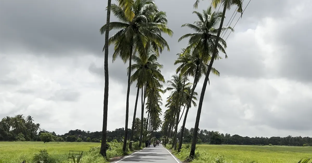 Coconut Tree Road Parra